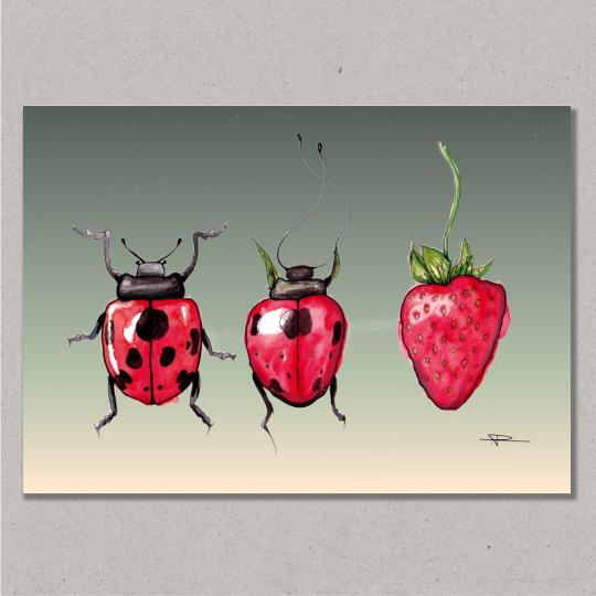 strawberry ladybug 