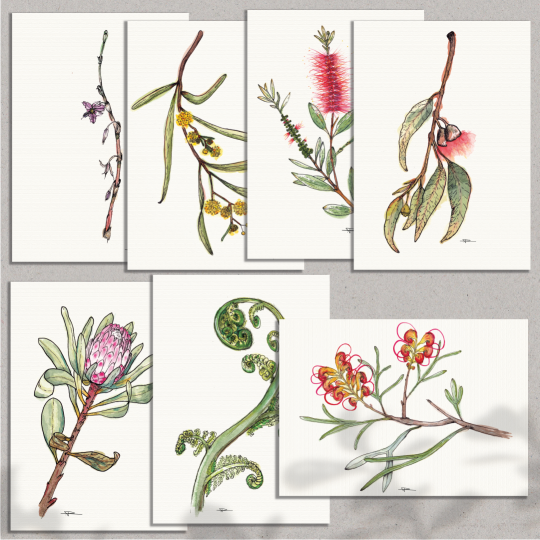 Flora - Australian Natives Studies - Watercolour Prints